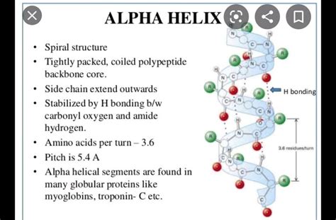 Explain alpha helix structure of protein - Chemistry - Biomolecules ...