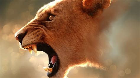 Angry Lion Eyes Wallpaper (60+ images)