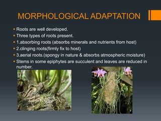 Adaptations of epiphytes and halophytes | PPT