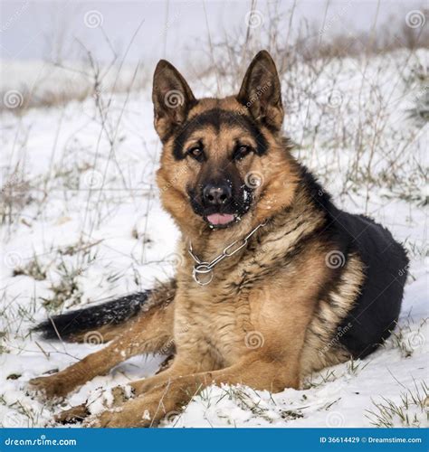 German shepherd in snow stock image. Image of herdsman - 36614429