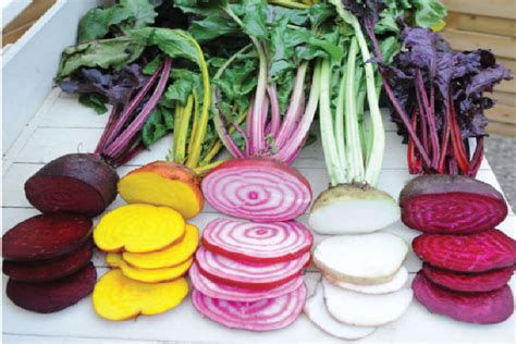 Beet Plants - Garden Empowerment