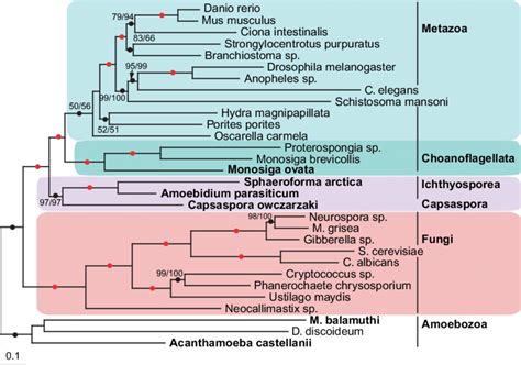 -Phylogeny of the opisthokonts based on concatenation of 110 ...