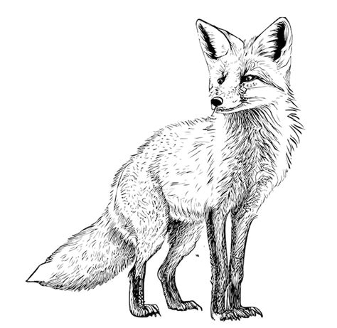 Fox Pictures Drawing - Infoupdate.org