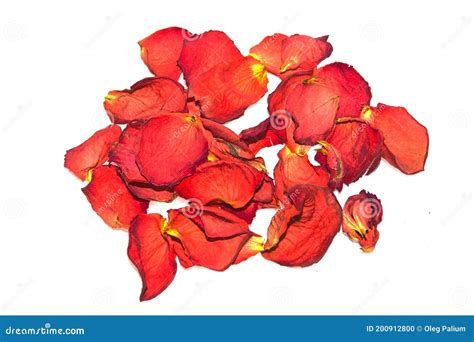 Rose Petals Isolated on White Background Stock Photo - Image of objects ...