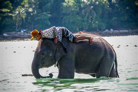 Free stock photo of elephant, water