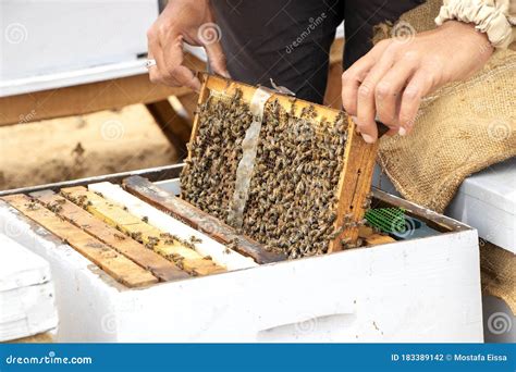 Honey bee keeper stock photo. Image of keeper, honey - 183389142