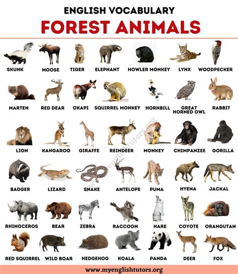 Forest Animals: List of 40+ Animals Living in the Forest – My English ...