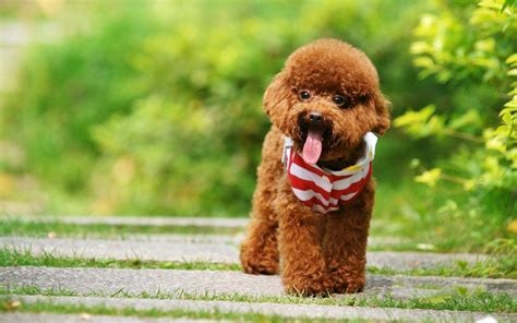 Poodle Wallpapers - Top Free Poodle Backgrounds - WallpaperAccess