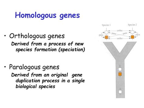 PPT - A Brief of Molecular Evolution & Phylogenetics PowerPoint ...