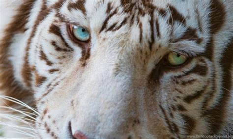 Cool Animal Wallpapers For Windows - Wild Animals With Heterochromia ...