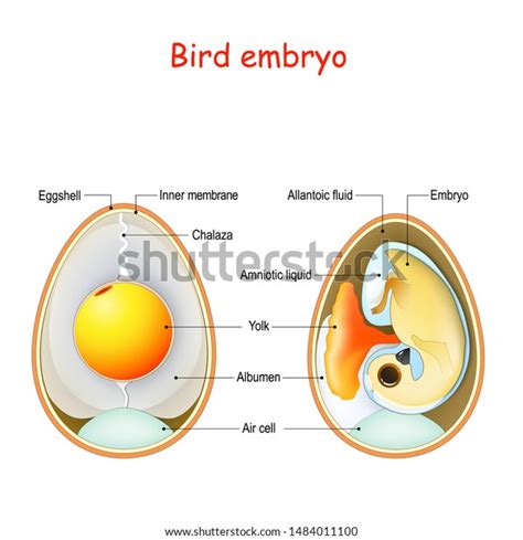 147 Amniotic Egg Images, Stock Photos & Vectors | Shutterstock