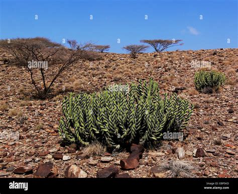 spurge (Euphorbia spec.), plants in the semi-desert, Yemen, Suedjemen ...