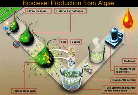 Biofuel: Types, Uses & Examples – StudiousGuy