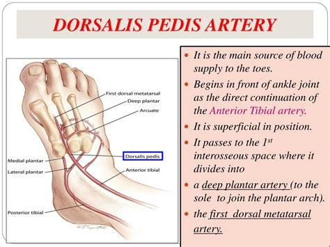 Pulse In The Foot Diagram Pulse Assessment