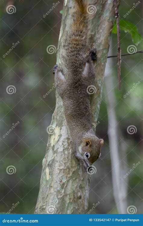 Squirrels are Climbing Trees. a Mammal Small Size Stock Image - Image ...