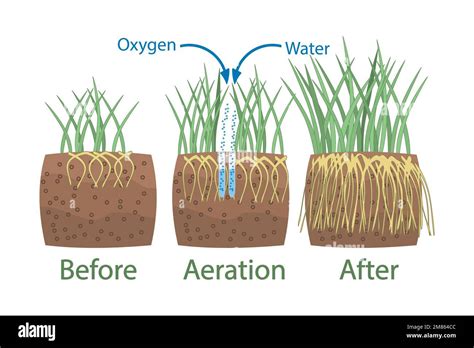 Lawn aeration stages.Before and after aeration.Gardening grass lawn ...