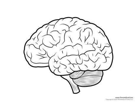 Human Brain Diagram - Labeled, Unlabeled, and Blank