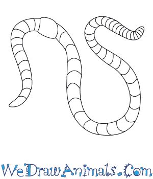 How to Draw a Worm