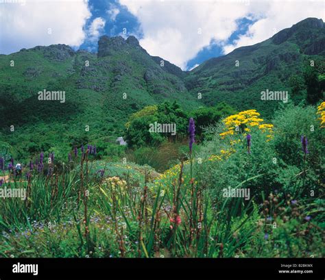 Botanical Gardens Cape Town South Africa Stock Photo - Alamy