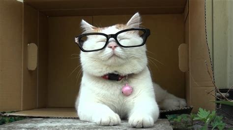 🔥 [50+] Cat Wearing Glasses Wallpapers | WallpaperSafari