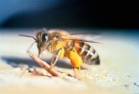 Honey bee | Insect Wiki | FANDOM powered by Wikia