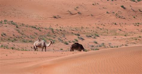 Camels in the Desert · Free Stock Photo