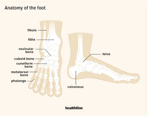 Foot Pain: Causes, Treatment, Prevention, And More | atelier-yuwa.ciao.jp