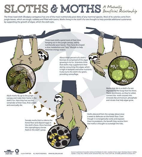 A Sloth Named Velcro | Sloth and Moths: A Mutually Beneficial ...