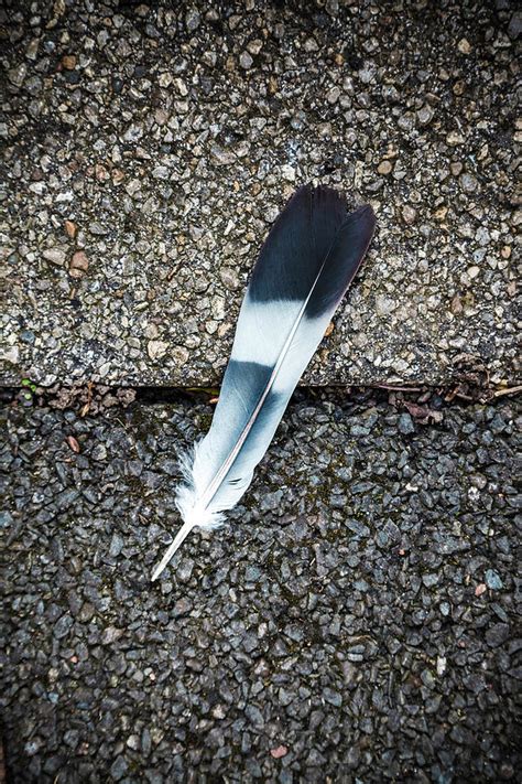 Pigeon Symbolism: Exploring the Deeper Meaning of These Graceful Birds