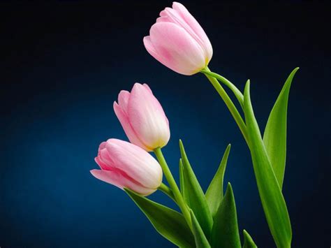 Tulips Bouquet Hd