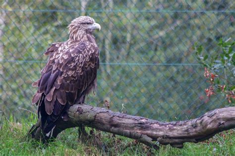 Download Hawk Bird Of Prey | Free Stock Photo and Image | Picography