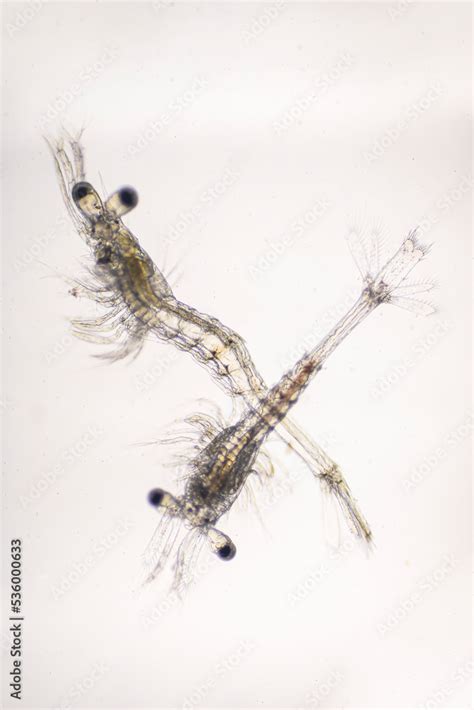 Shrimp, Mysis stage of Vannamei shrimp in light microscope, Shrimp ...