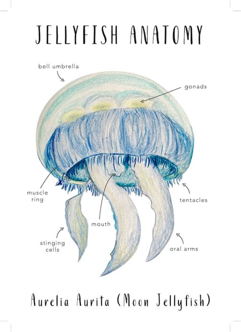 Jellyfish Anatomy