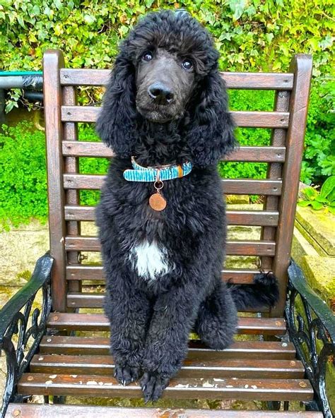 Blue Poodle: Appearance, Genetics & Facts (With Pictures)