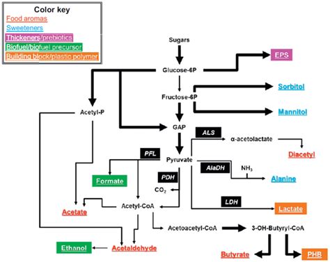 Lactic Acid Bacteria Fermentation - Profacgen