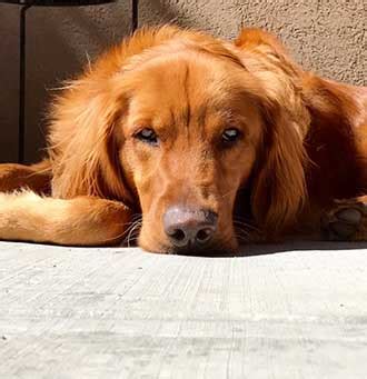 golden-retriever-available-for-adoption - Golden Retriever Rescue