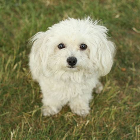 Maltese Toy Poodle Mix | Wow Blog