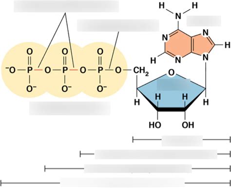 ATP molecule Diagram | Quizlet