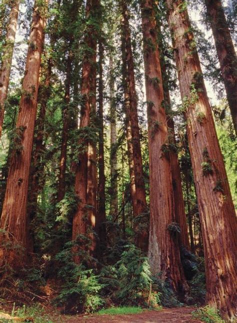 10+ images about Giant Redwoods on Pinterest | The giants, National ...