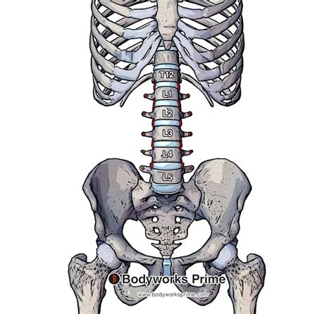 Psoas Major Muscle Anatomy - Bodyworks Prime