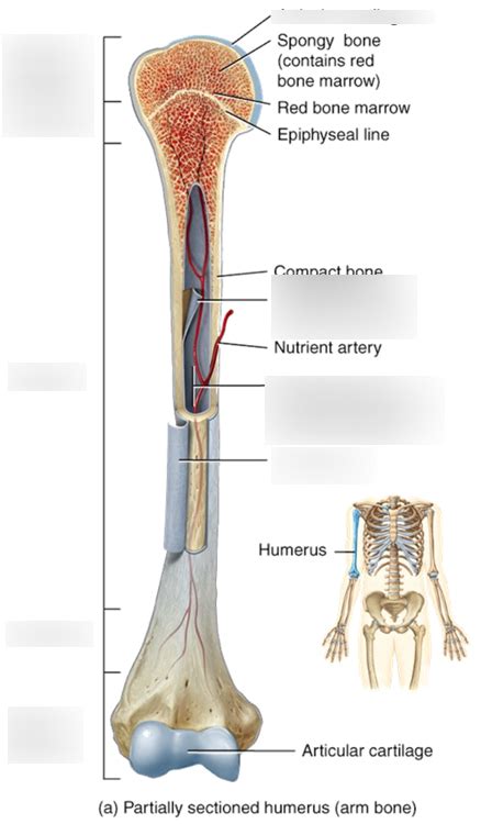 long bone Diagram | Quizlet