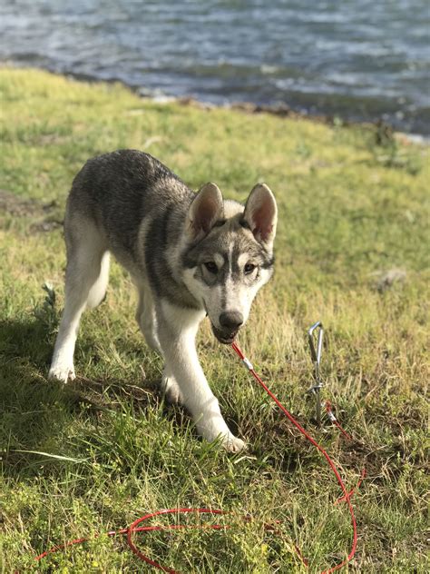 Siberian Husky Wolf mix | Husky wolf mix, Wolf husky, Husky