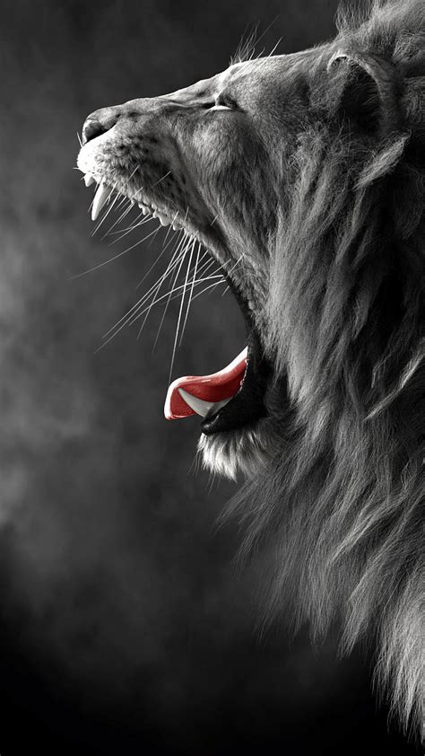 Lion Angry Black And White