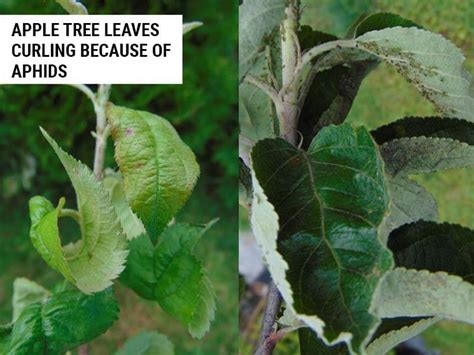 6 Causes of Curling Apple Tree Leaves (And How To Fix) – World of ...