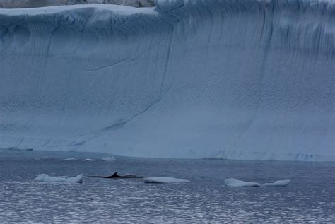 Antarctic minke whale - Whale & Dolphin Conservation USA