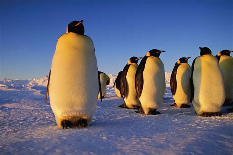 Emperor penguin | Characteristics, Height, Habitat, Diet, & Facts ...