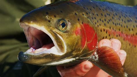 Trout Fishing: How-To Techniques and Tips to Catch More Fish - Best ...