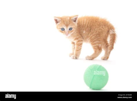 Cute yellow baby tabby cat with green ball isolated on white background ...