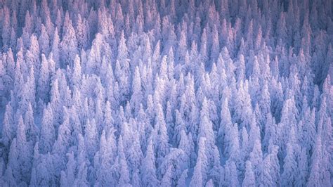 Snow Covered Forest 4K Wallpaper - Download Free 4K Desktop Wallpapers