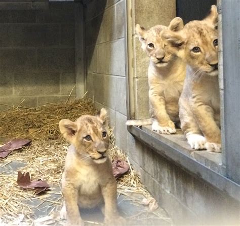 Cincinnati Zoo’s Three Lion Cubs Have Names! - Cincinnati Zoo ...